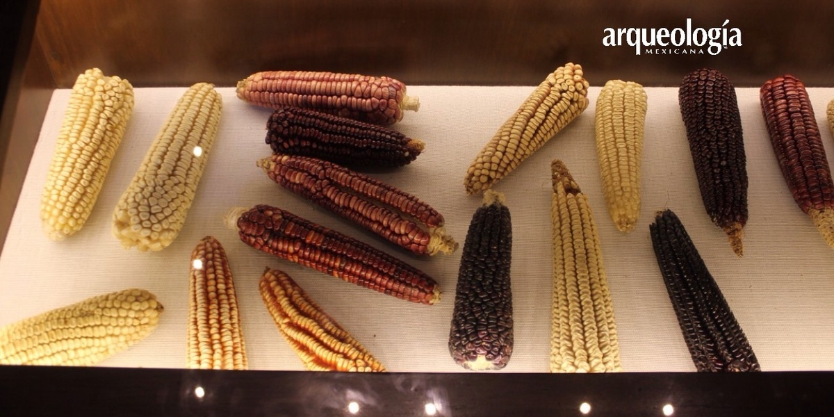 El resto de maíz más antiguo encontrado hasta la fecha en el noroeste de México, emergió en bandejas de agua