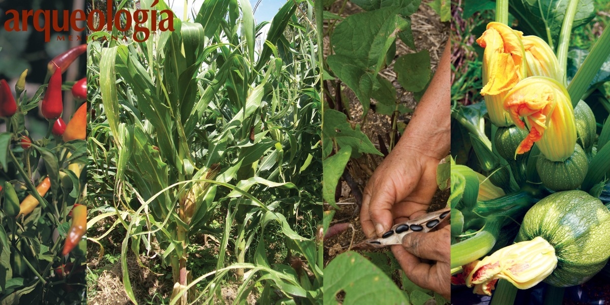 La milpa y las chinampas | Arqueología Mexicana La milpa y las chinampas | Arqueología Mexicana