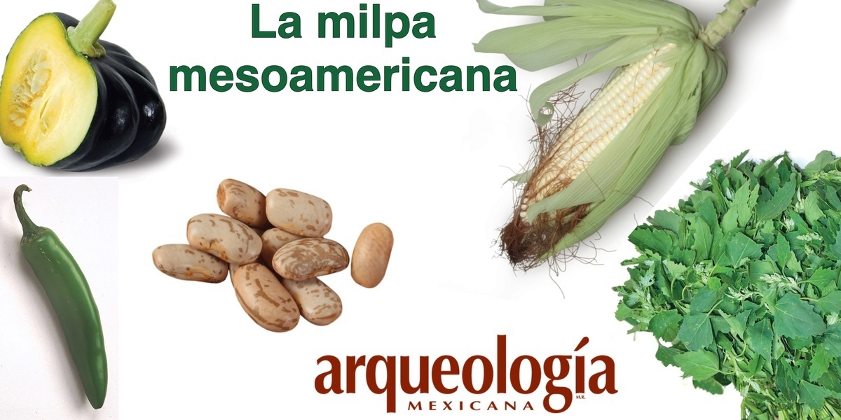 La milpa y las chinampas | Arqueología Mexicana La milpa y las chinampas | Arqueología Mexicana