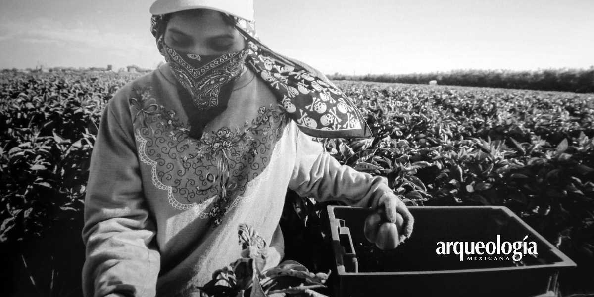 En los campos del Norte documenta la vida de trabajadores agrícolas en Estados Unidos