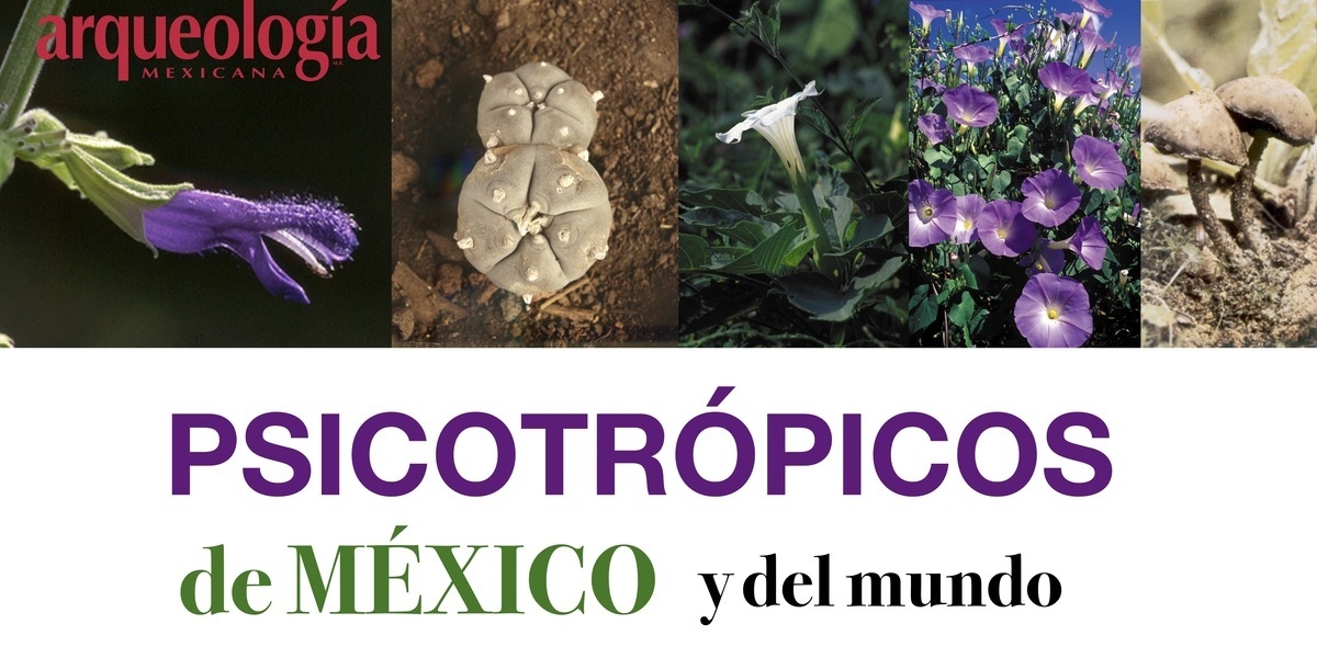 Tipos y efectos de las plantas mágicas de México