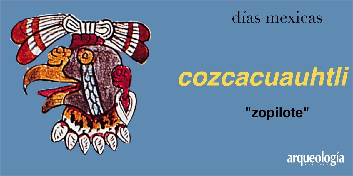 cozcacuauhtli (zopilote) 