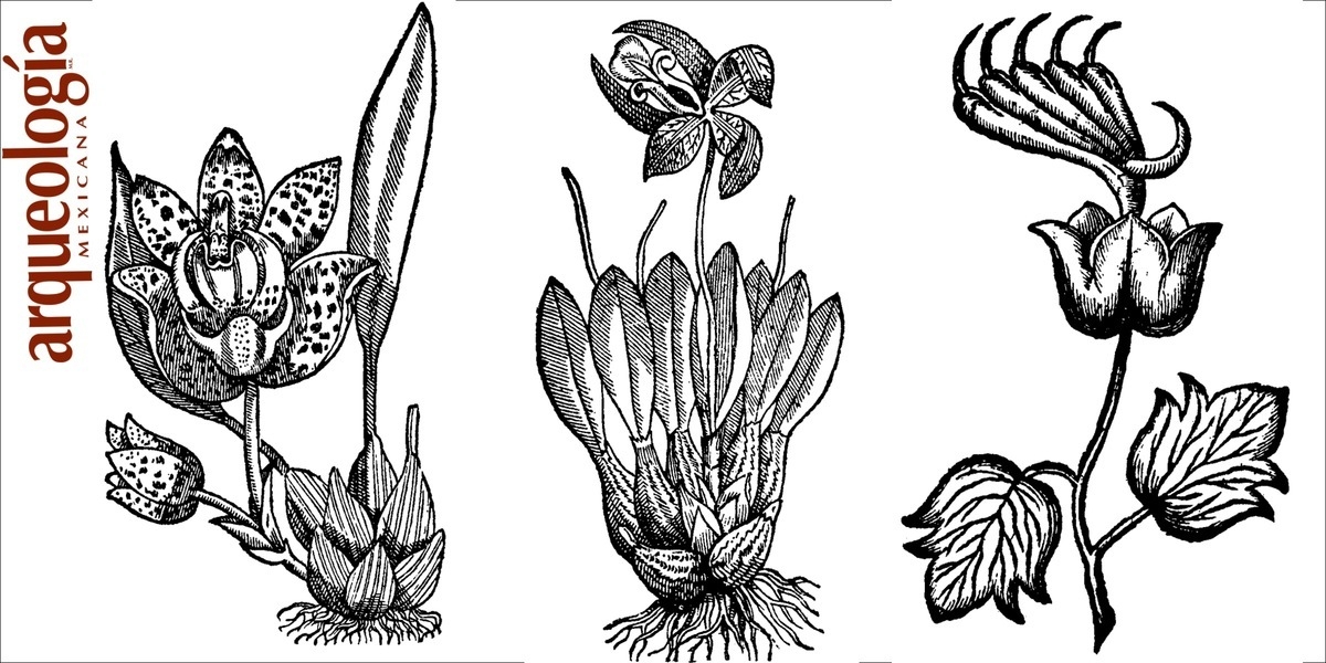 Las plantas ornamentales en la obra de Francisco Hernández | Arqueología Mexicana Las plantas ornamentales en la obra de Francisco Hernández | Arqueología Mexicana