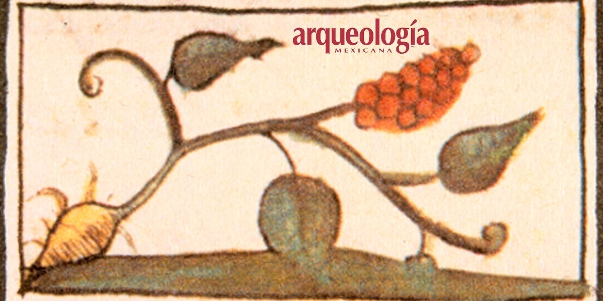 Plantas medicinales del México prehispánico