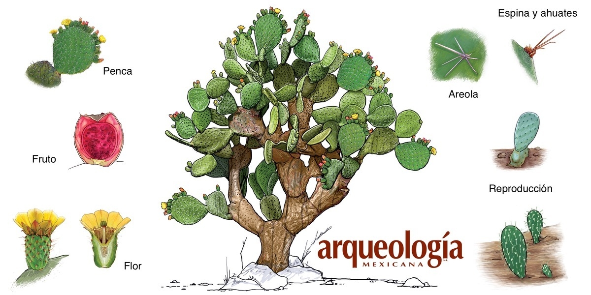 Las Partes Del Nopal Arqueologia Mexicana