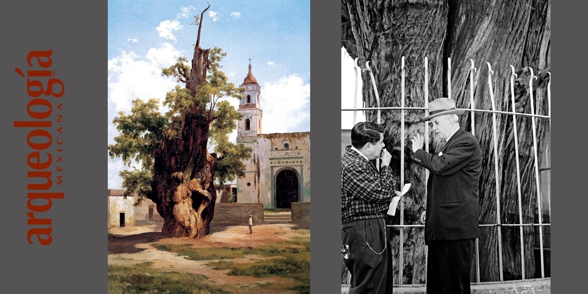 ¿Lloró Cortés en el “árbol de la Noche Triste”?