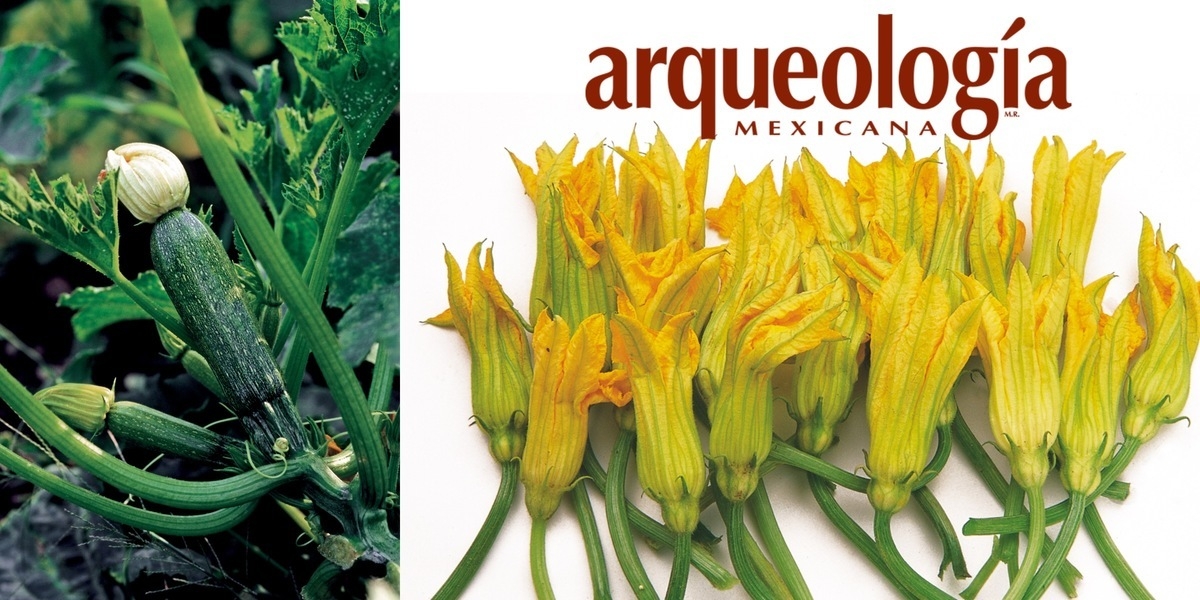 Las flores de la calabaza | Arqueología Mexicana Las flores de la calabaza | Arqueología Mexicana