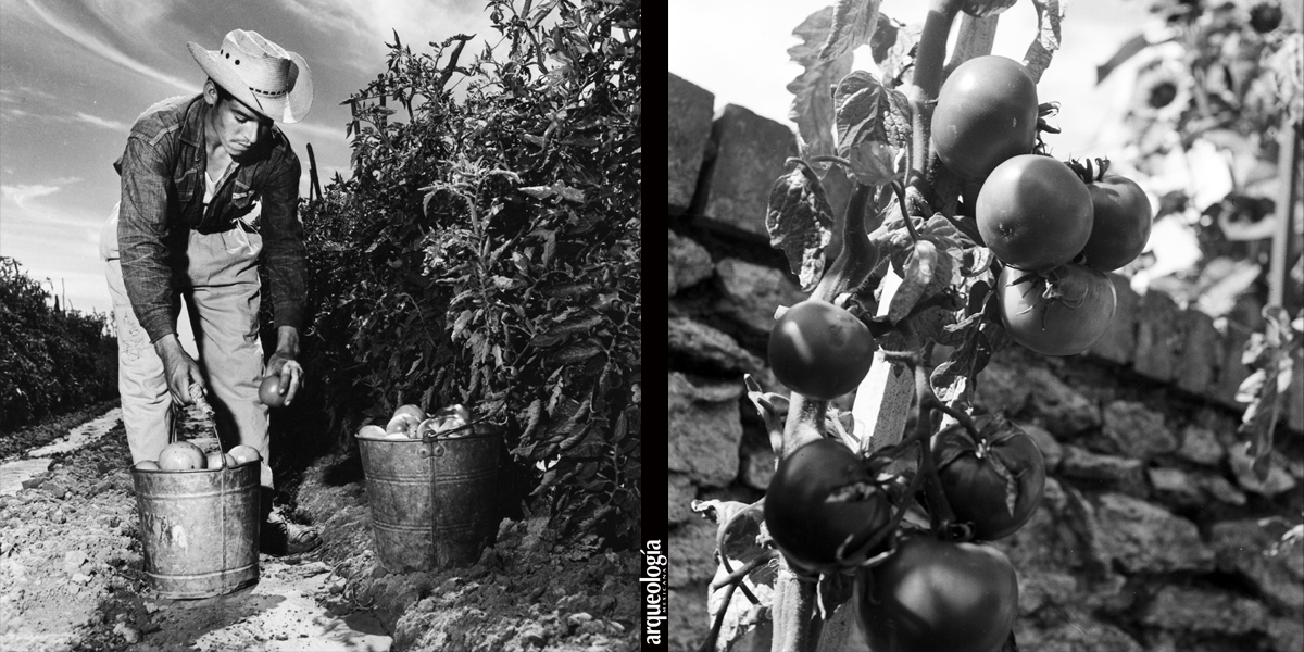 Jitomate (Solanum lycopersicum)