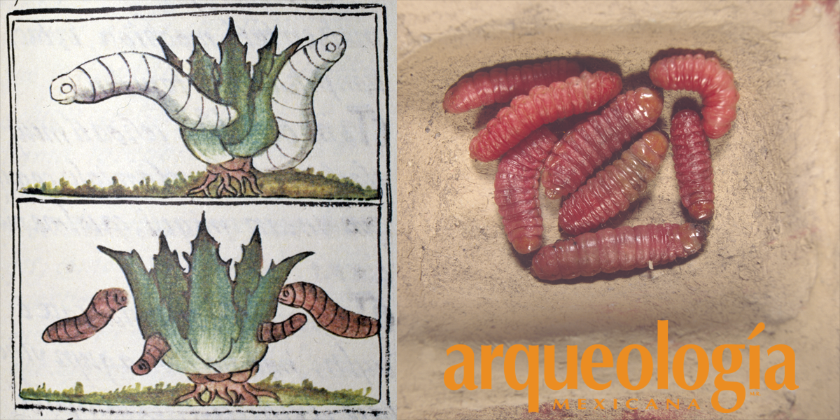 Insectos comestibles de Mexico Insectos comestibles de Mexico