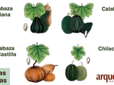Las especies de calabaza de México | Arqueología Mexicana image of Las especies de calabaza de México | Arqueología Mexicana