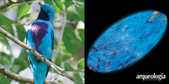 Las aves de rico plumaje en Mesoamérica