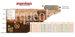 Análisis moleculares de maíz en la Cueva de las Manitas, Oaxaca