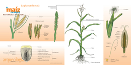 Filogenia de las razas de maíz