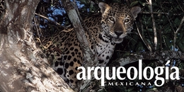 El jaguar: espíritu de lo silvestre