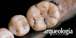 Estudio antropológico de la evolución de los dientes