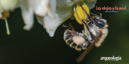 Las abejas sin aguijón del área maya