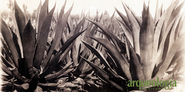 Maguey (Agave spp.)