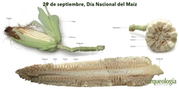 Antigüedad del maíz mexicano