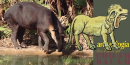 El tapir o danta