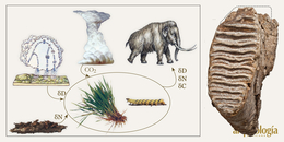 Dieta y hábitat del mamut en México