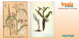 Taxonomía y botánica del maíz