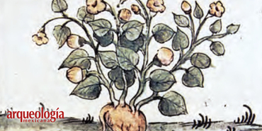 El tomate y jitomate en Mesoamérica