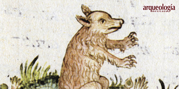 Acuitlachtli: lobo u oso de agua