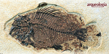 Una panorámica de los peces fósiles de México