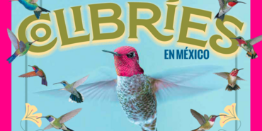 Colibríes en México: naturaleza e historia, un recorrido multicolor, el arte plumario
