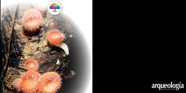 Hongos y cultura en los distintos ecosistemas de México