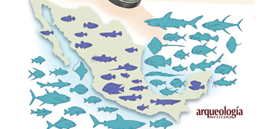 Diversidad íctica de México