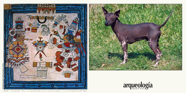 El xoloitzcuintli y el sacrificio