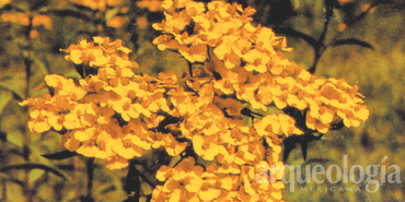 Flores, ritual y dioses entre los mexicas