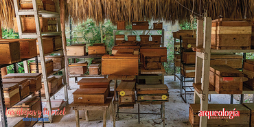 Guardianes de abejas nativas