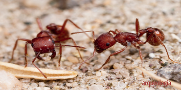 Hormigas