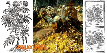 Cempoalxóchitl y Días de Muertos