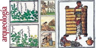 Los cuerpos divinos. El amaranto: comida ritual y cotidiana 