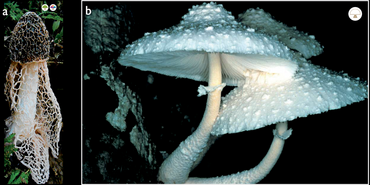 Los hongos macroscópicos
