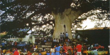 La ceiba