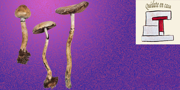 Hongos neurotrópicos