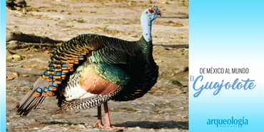 El pavo ocelado y la milpa