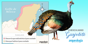 ¿En dónde vive el pavo ocelado?