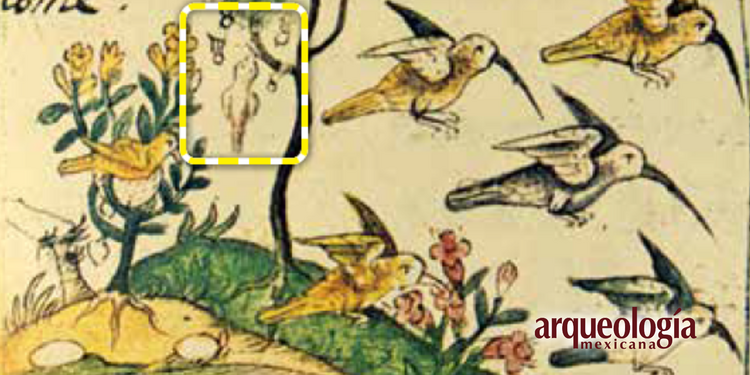 México morada de colibríes: una vista al Códice Florentino