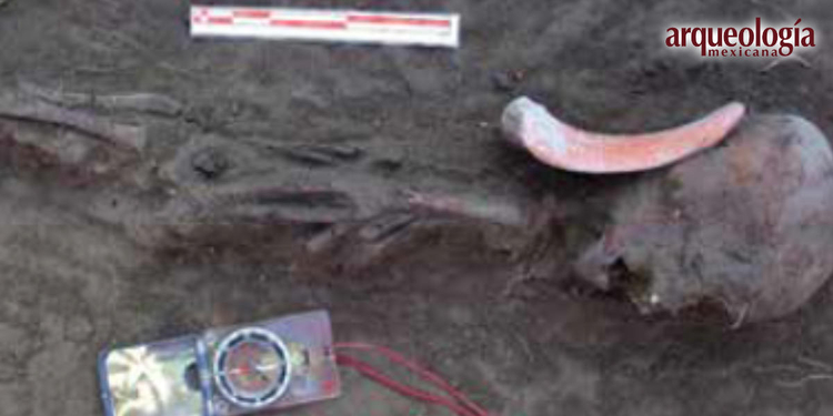 Hallazgo de un deformador craneal de cerámica en El Tropel, Colima