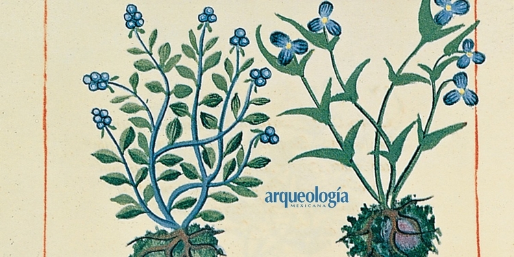 Libellus de Medicinalibus Indorum Herbis (Librito de las yerbas medicinales de los indios) o Códice Badiano 